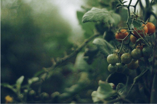 Confitures de Tomates Vertes et Pommes au Cognac