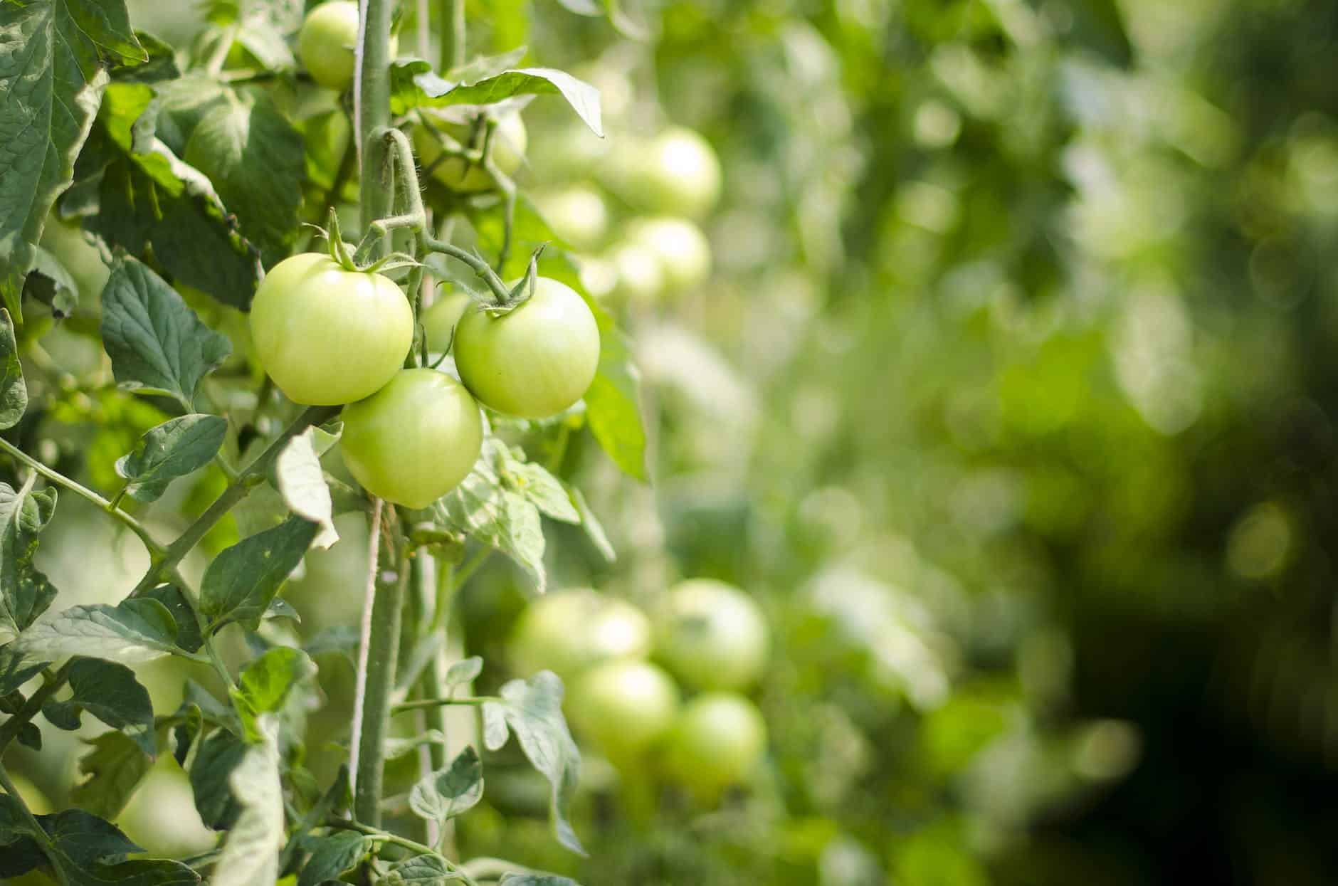 Confitures de Tomates Vertes