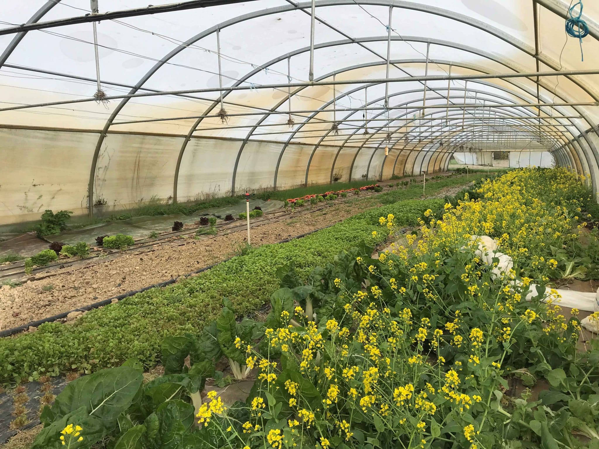 [Retour en images] Visite à notre maraîcher de l&rsquo;AMAP – 1er avril 2024