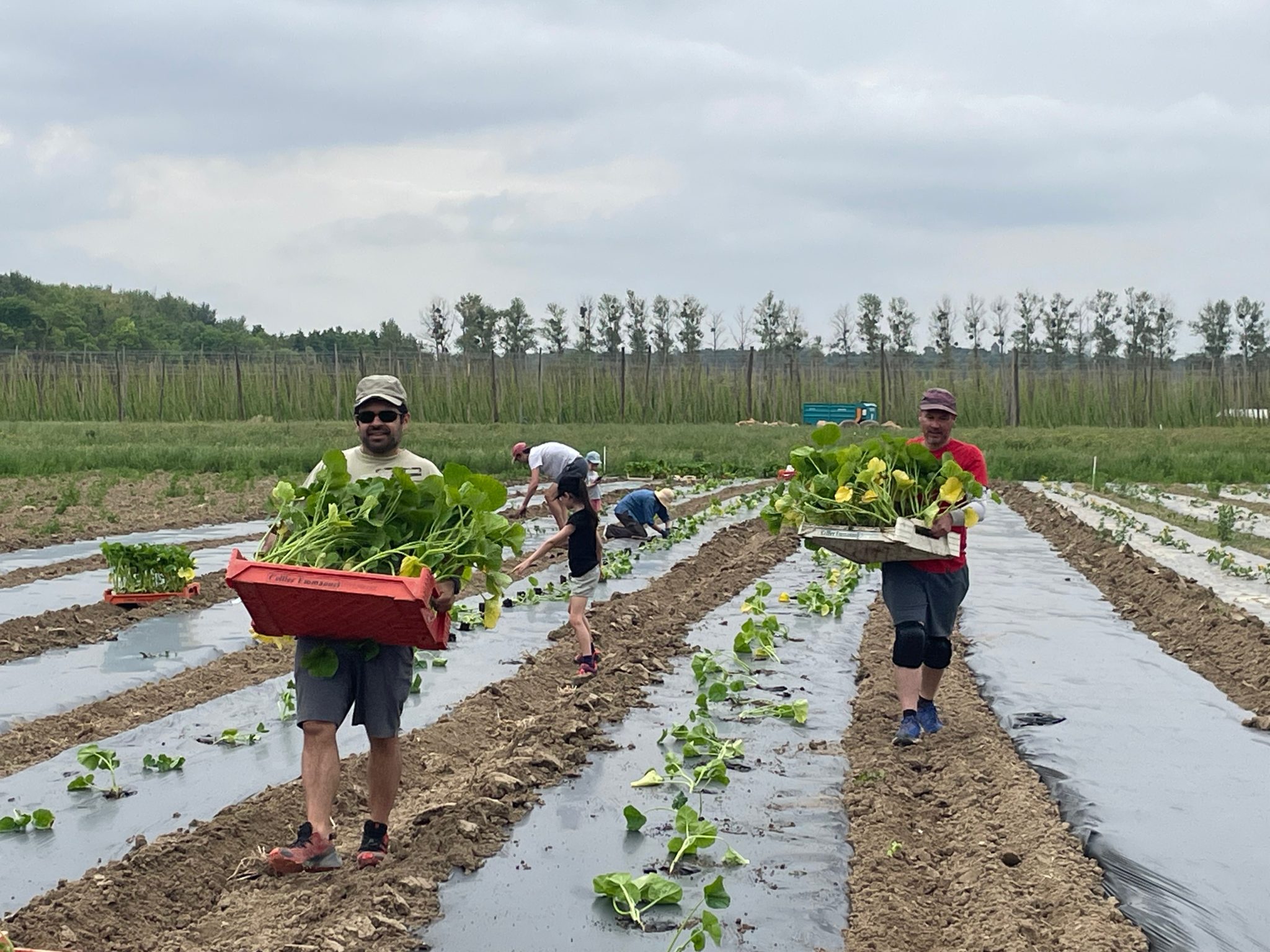 [Retour en images] Atelier chez notre maraîcher de l’AMAP – 22 juin 2025